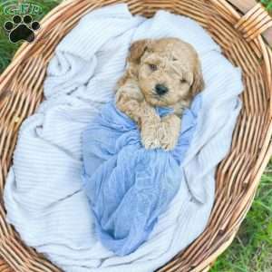 Sebastion, Bich-Poo Puppy